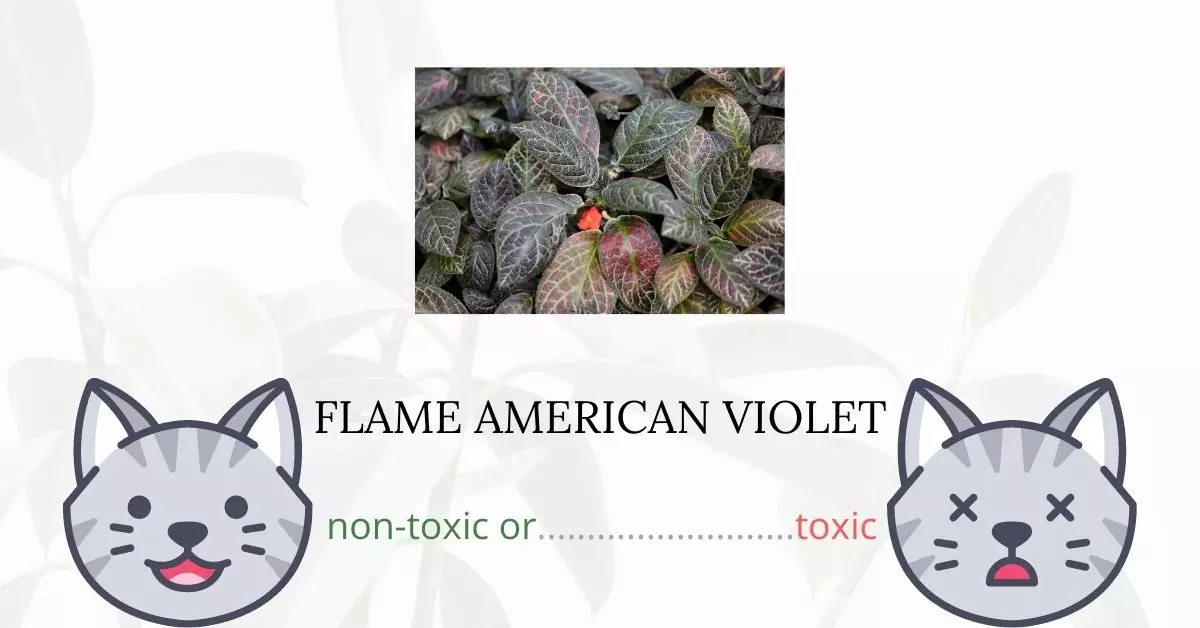 Is Flame African Violet or Flame Violet Toxic For Cats