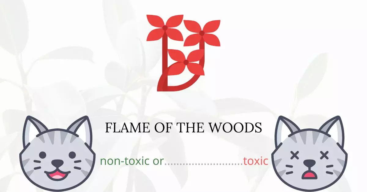 Is Flame of the Woods or Maui Sunset Toxic For Cats