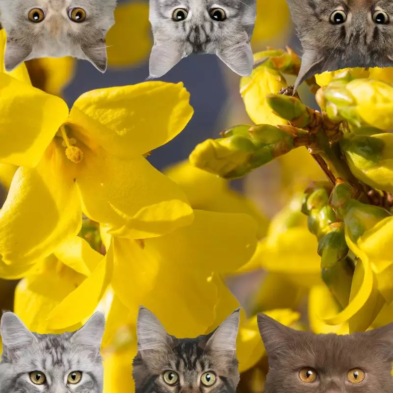 Forsythia and cats