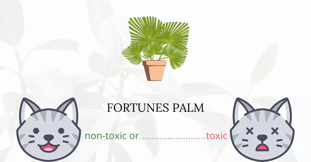 Is Fortunes Palm or Chusan Palm Toxic For Cats