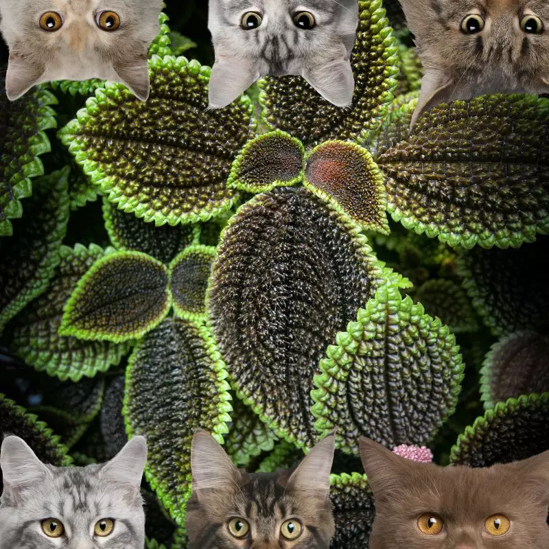 Friendship Plant and cats