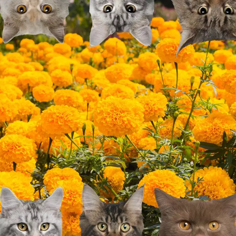 Garden Marigold and cats