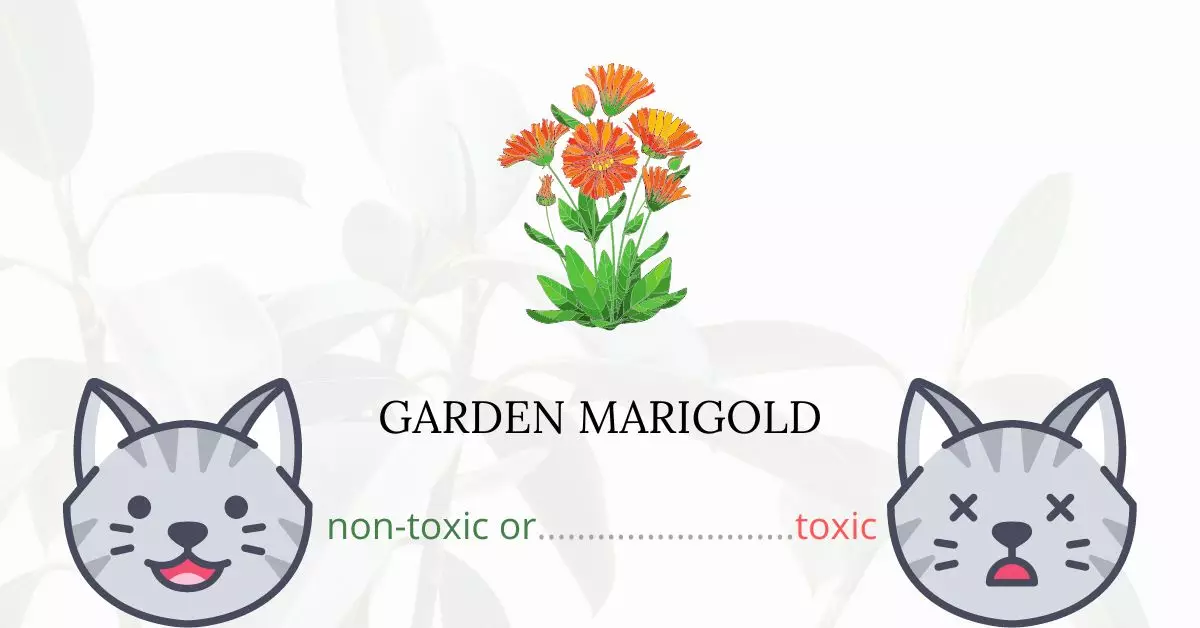 Is Garden Marigold Toxic For Cats?