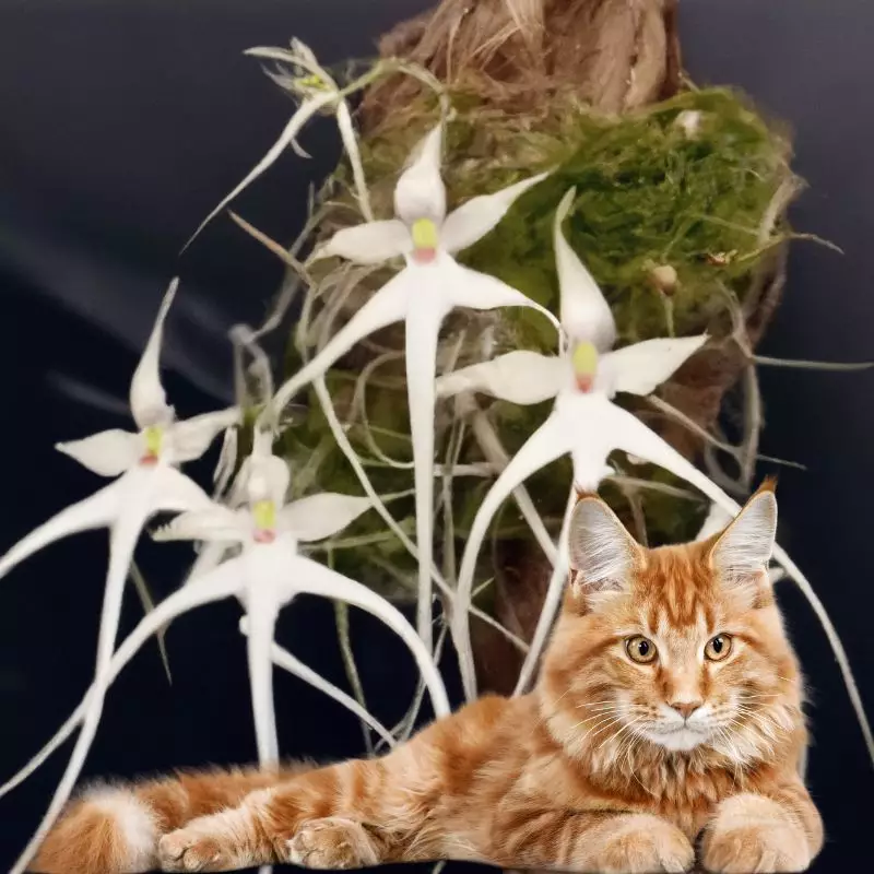 Ghost Leafless Orchid and a cat nearby