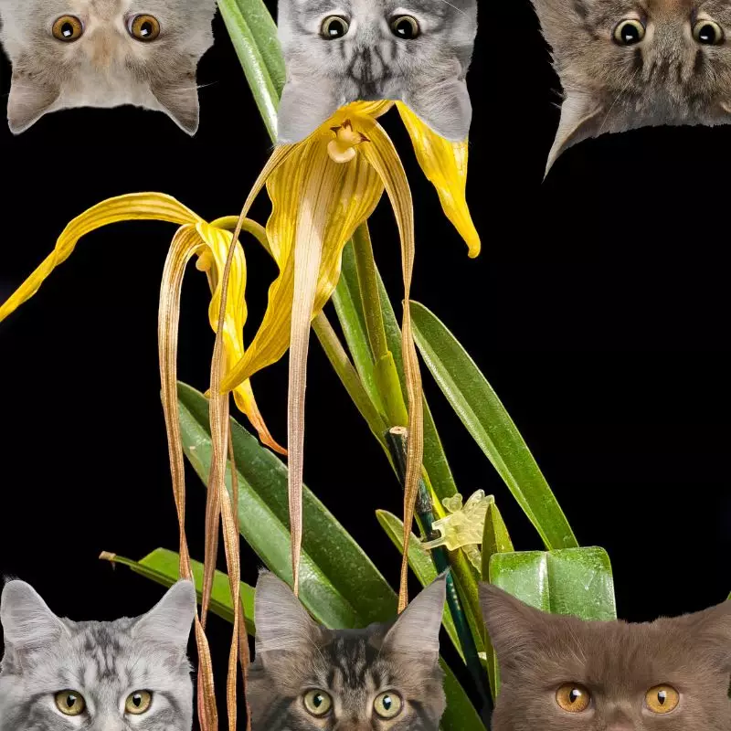 Ghost Leafless Orchid and cats