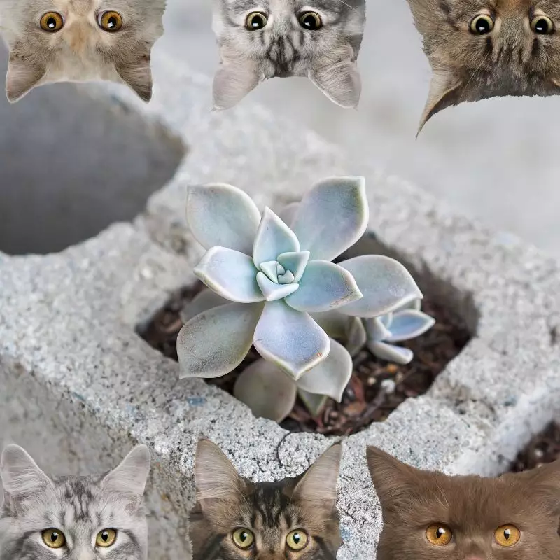 Ghost Plant and cats