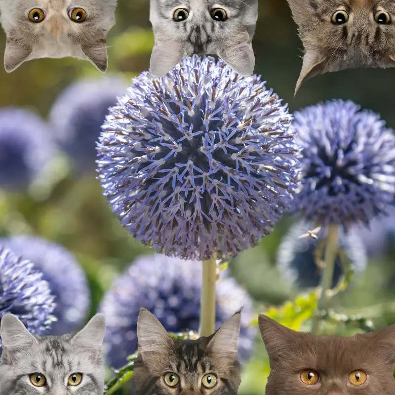 Globe Thistle and cats
