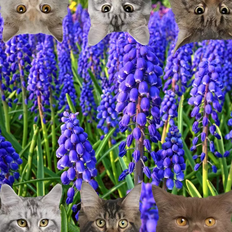 Grape Hyacinth and cats