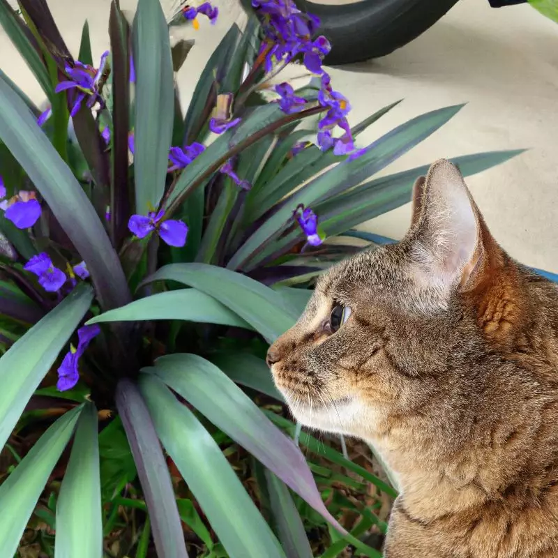 Queen’s Spiderwort with a cat nearby