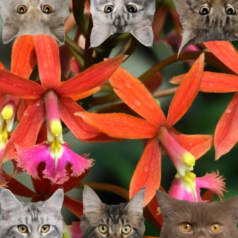 Scarlet Orchid and cats