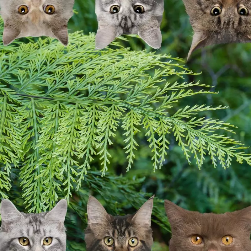 Asplenium bulbiferum and cats