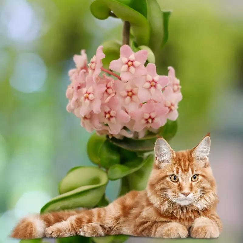 Cat lies under Hindu Rope Plant