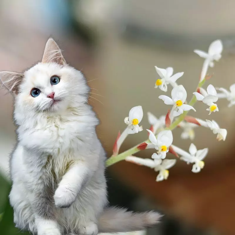 Cat sits near Golden Lace Orchid