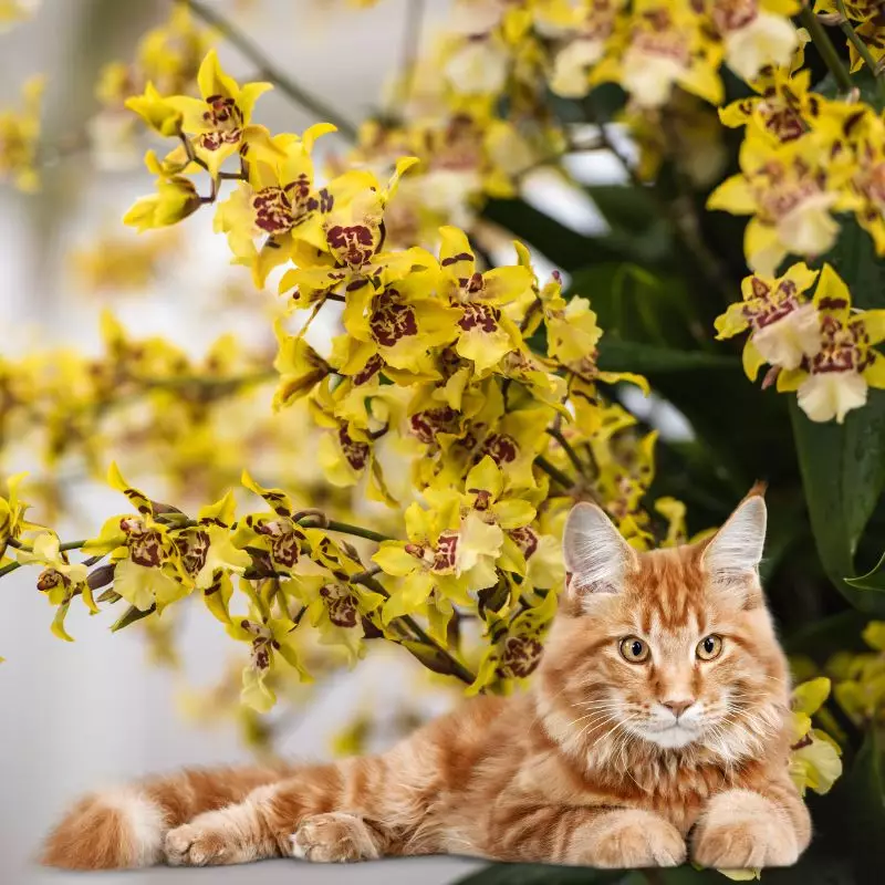 Cat sits near Golden Shower Orchid