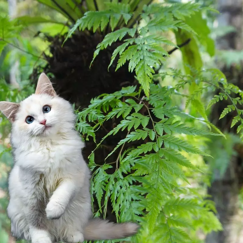 Cat sits near Hen and Chickens Fern