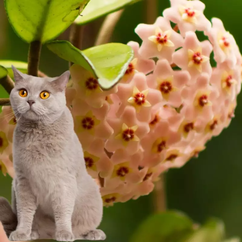 Cat sits near honey plant