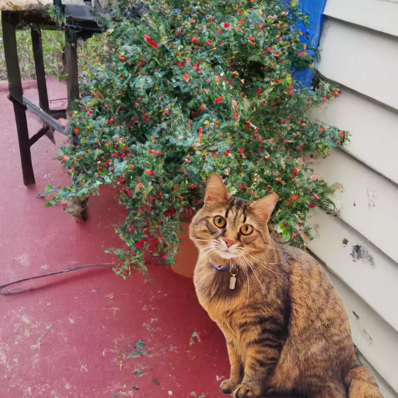 Cat sits near Jackson Brier