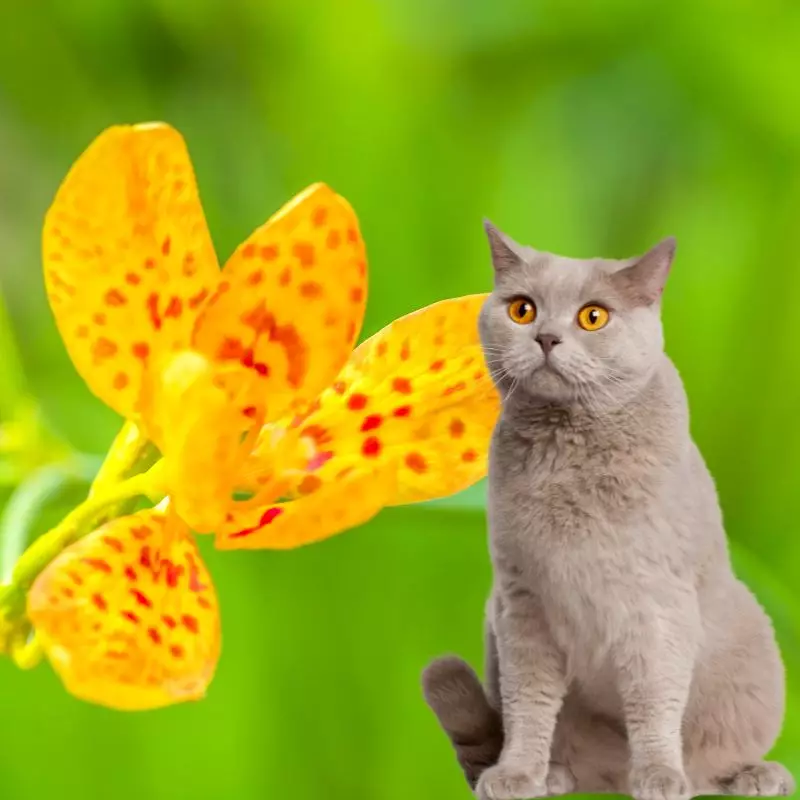 Cat sits near Leopard Lily