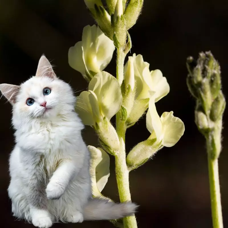 Cat sits near Locoweed