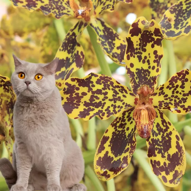 Cat sits near Tiger Orchid