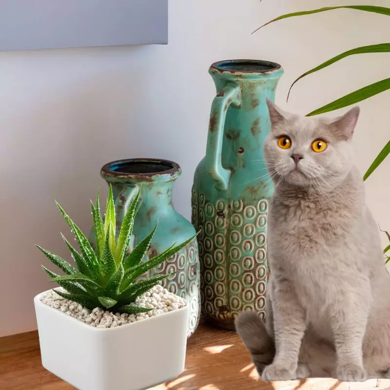 Cat sits near little zebra plant