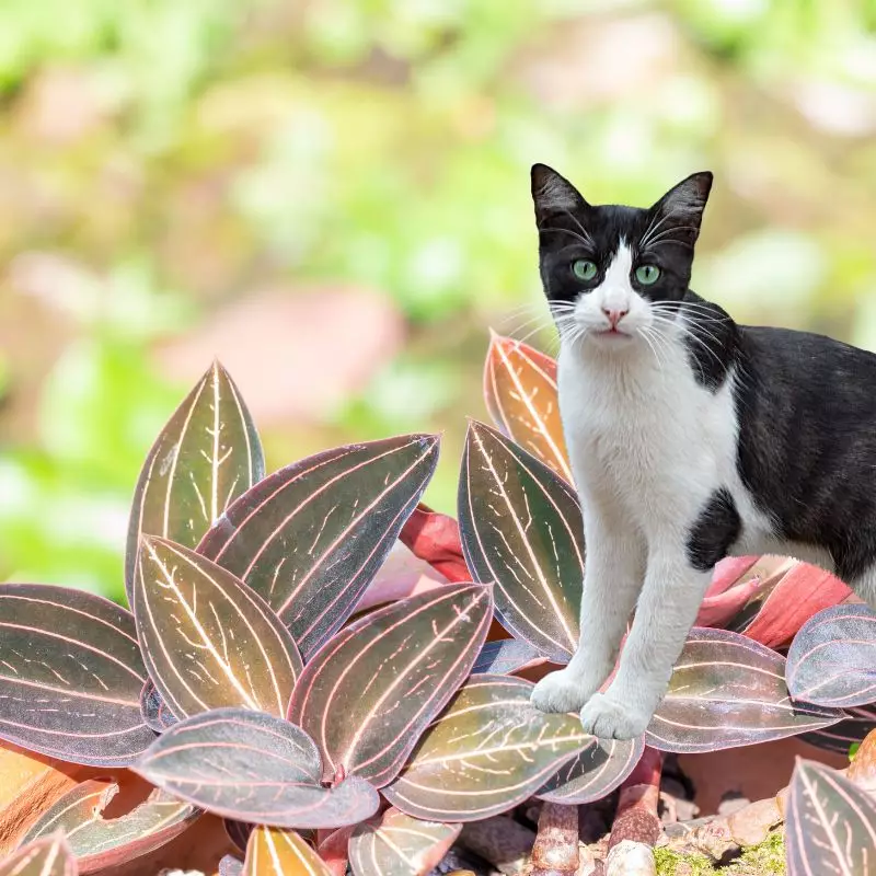 Cat stands near King of the forest