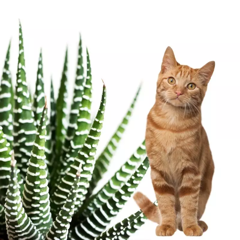 Cat stands near Little Zebra Plant