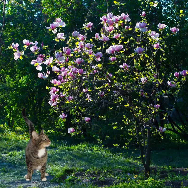 Cat stands near Magnolia Bush