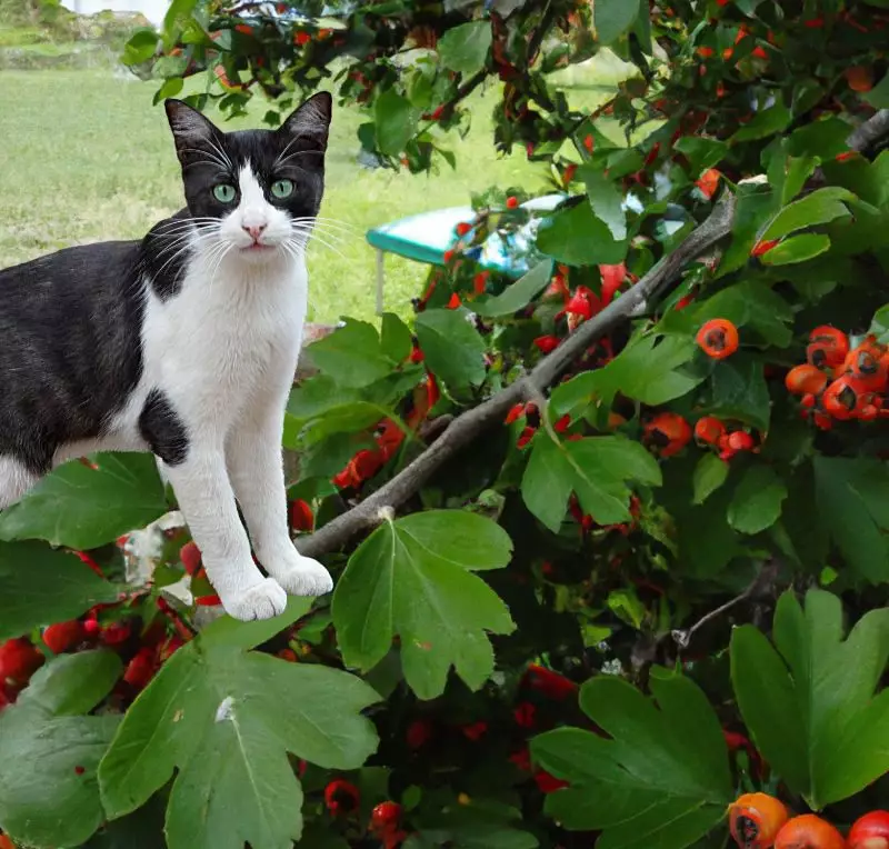 Cat stands on Haws