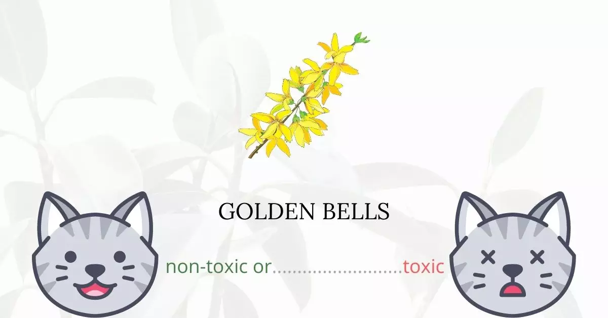 Is Golden Bells or Forsythia Toxic For Cats?
