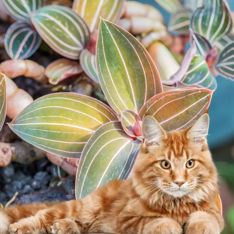 Golden Lace Orchid and a cat nearby