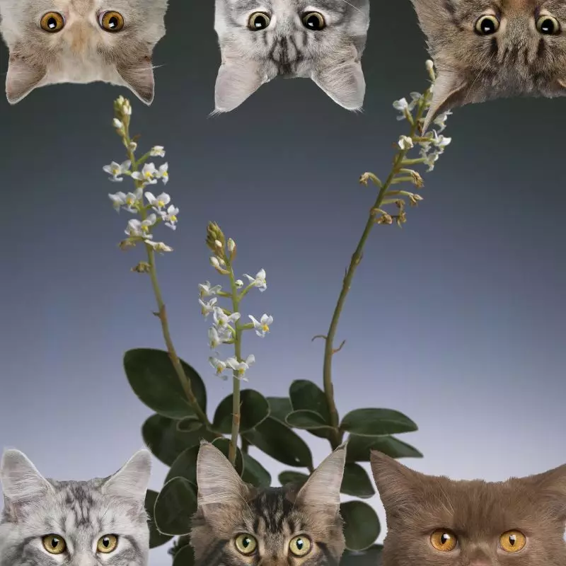 Golden Lace Orchid and cats
