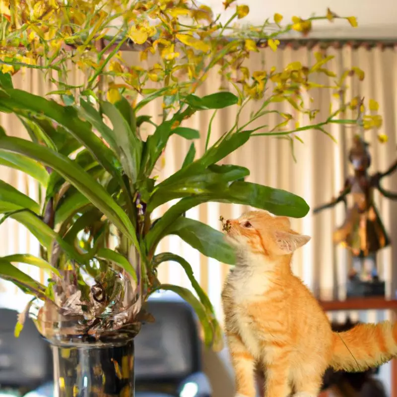 Golden Shower Orchid and a cat nearby