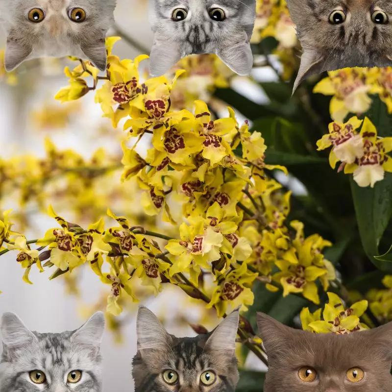Golden Shower Orchid and cats