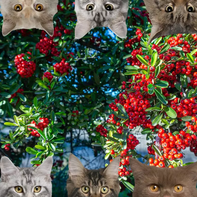 Haws and cats