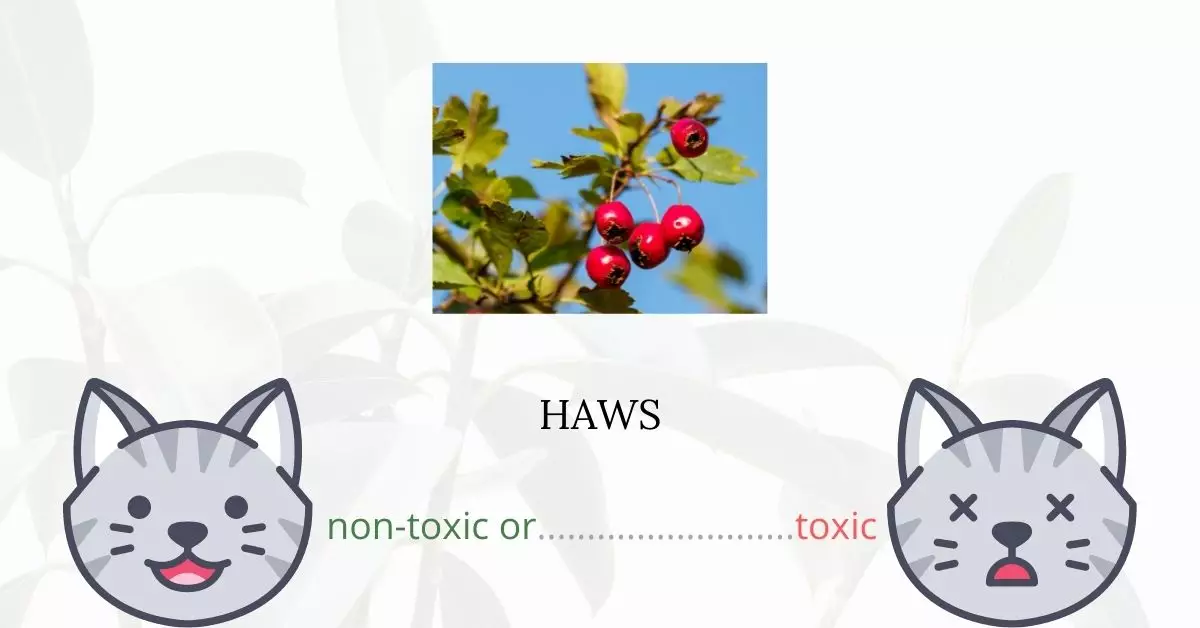 Is Haws Toxic For Cats?