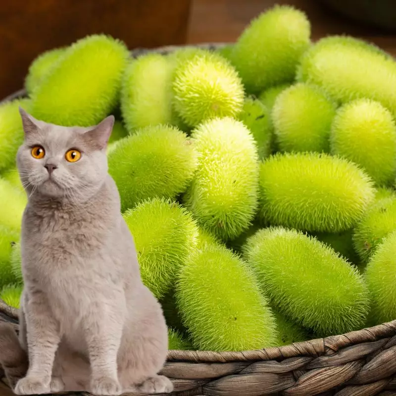 Hedgehog Gourd and a cat nearby