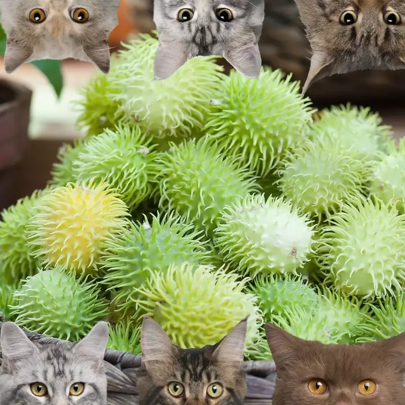 Hedgehog Gourd and cats