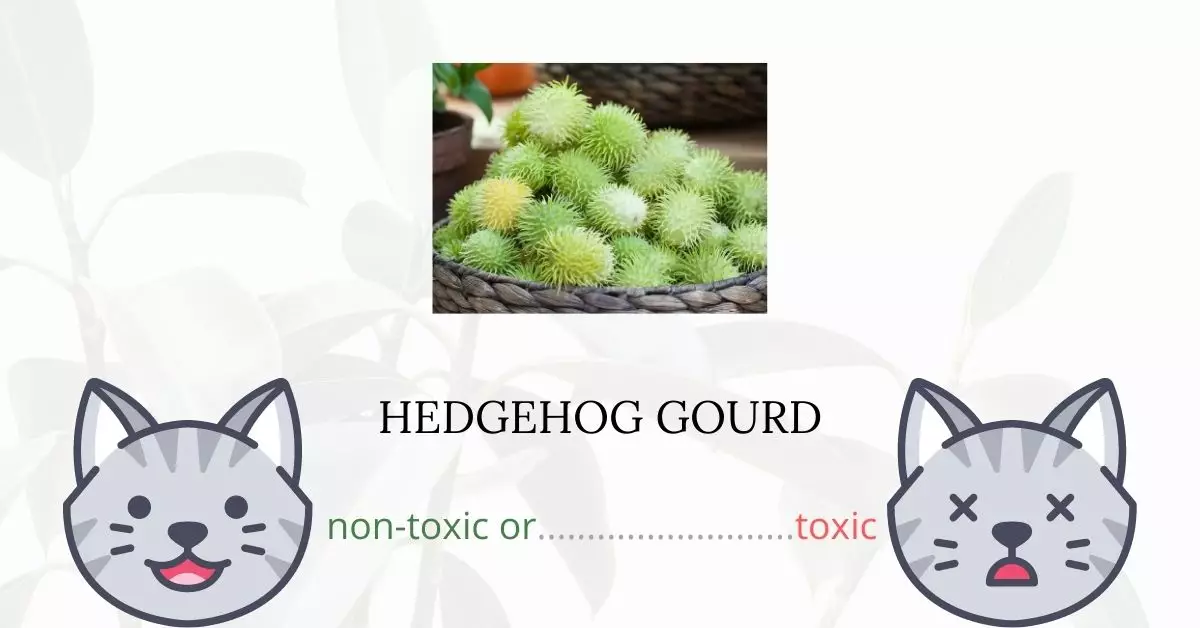 Is Hedgehog Gourd or Teasel Gourd Toxic For Cats?