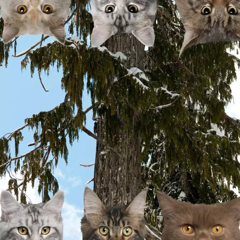 Hemlock Tree and cats