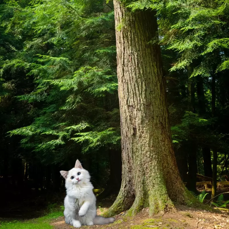 Hemlock Tree with a cat nearby