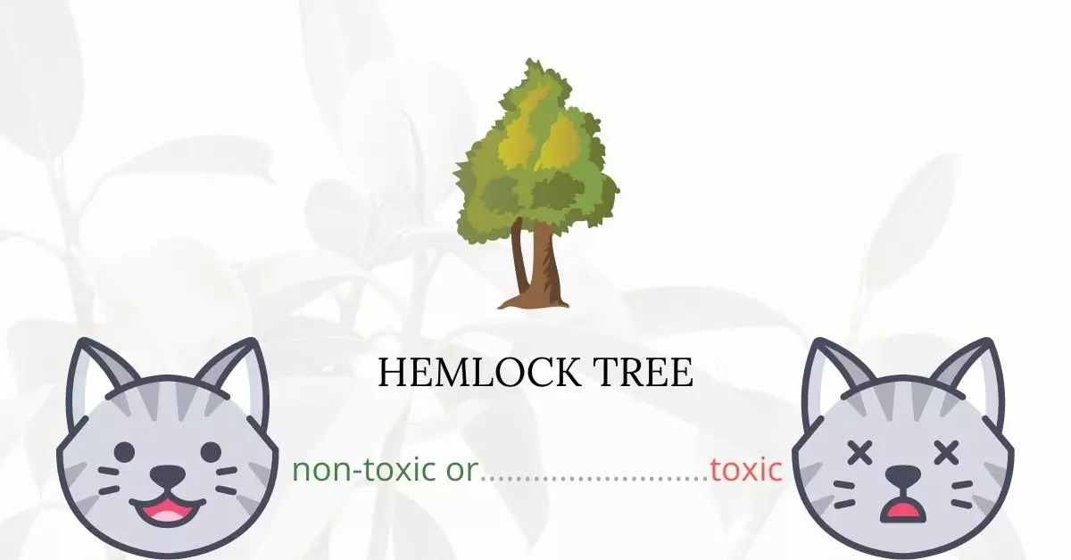 Is Hemlock Tree Toxic For Cats?