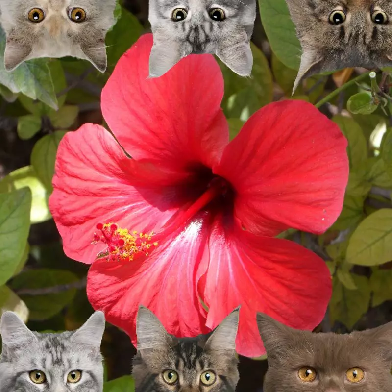 Hibiscus and cats