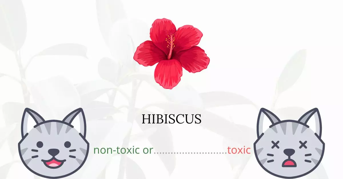 Is Hibiscus Toxic For Cats