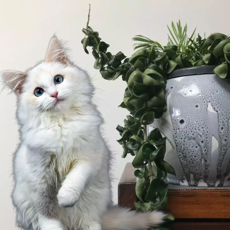 Hindu Rope Plant and a cat nearby