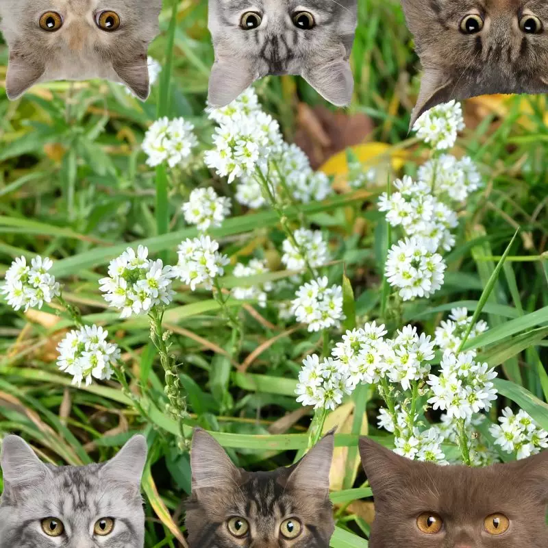 Hoary Alyssum and cats