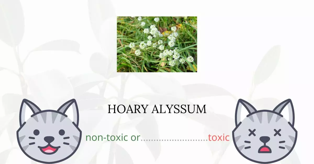 Is Hoary Alyssum Toxic For Cats