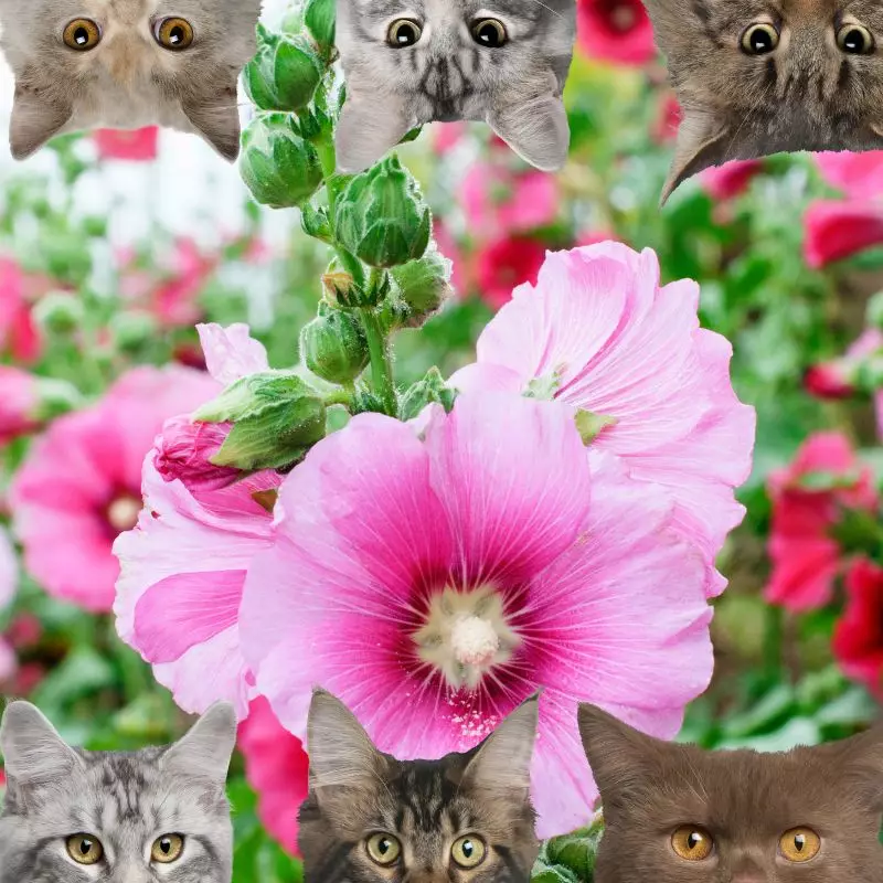 Hollyhock and cats