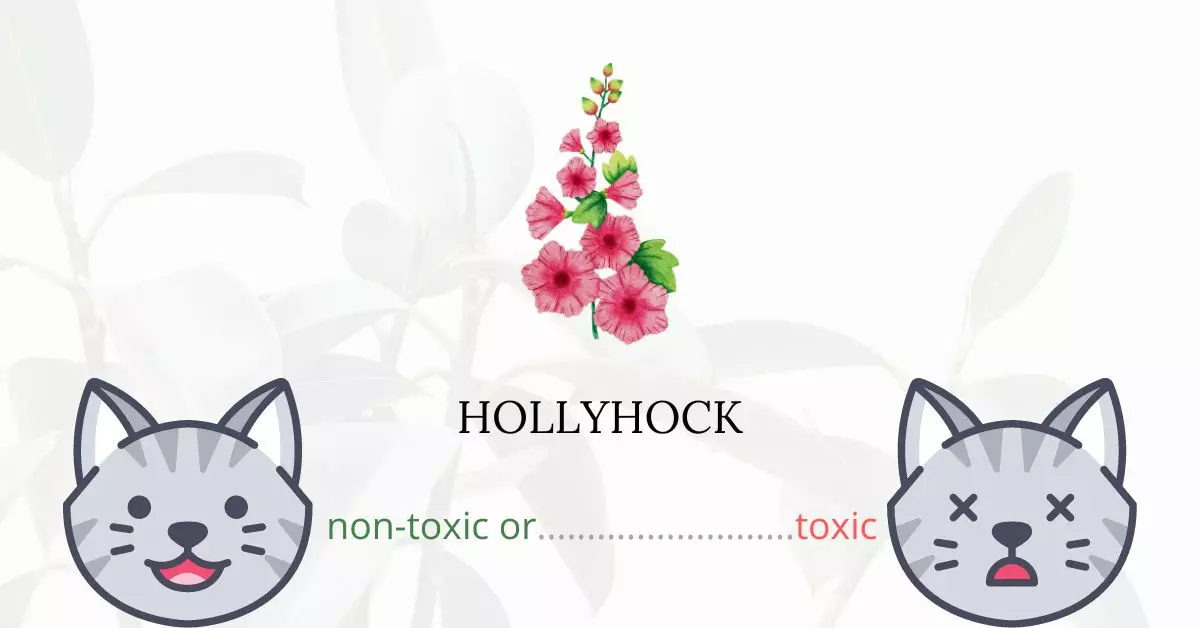 Is Hollyhock Toxic For Cats