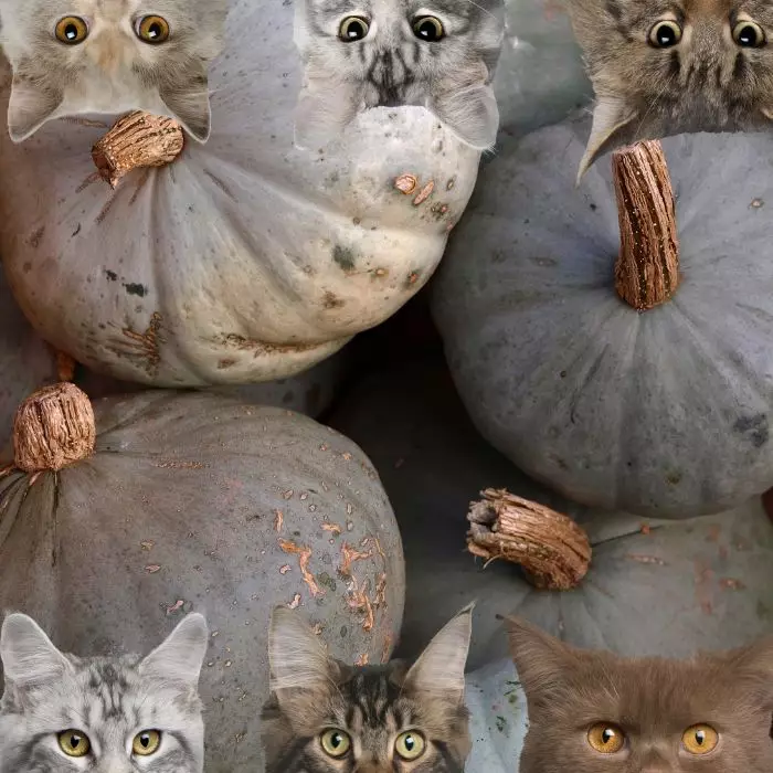 Hubbard Squash and cats